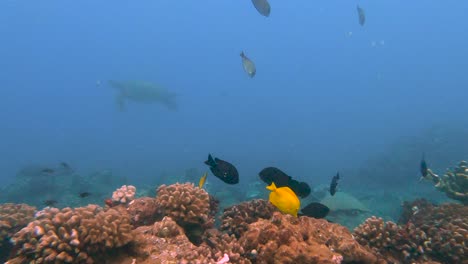 Dos-Tortugas-Marinas-Verdes-Nadando-Tranquilamente-En-El-Océano-Azul-Turquesa