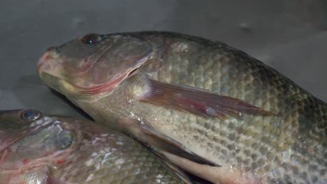 peces tilapia vivos respirando en el mostrador en el mercado de pescado y mariscos de la calle