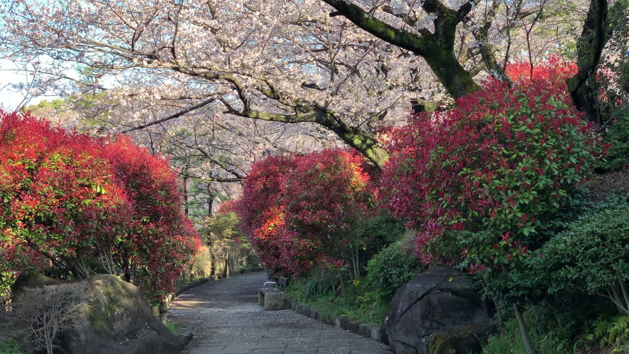 el parque asukayama con coloridos arbustos y flores de cerezo fucsias