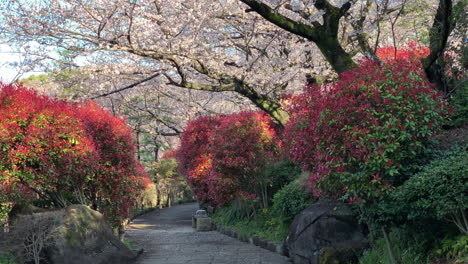 the asukayama park with colourful shrubs and fuchsia cherry blossoms