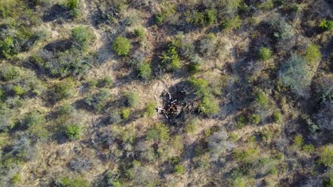 huesos de elefante en el vasto desierto africano, vista aérea superior retroceder