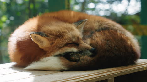 close up of a red fox sleeping on the top of wooden shelter at zao fox village in shiroishi, miyagi, japan