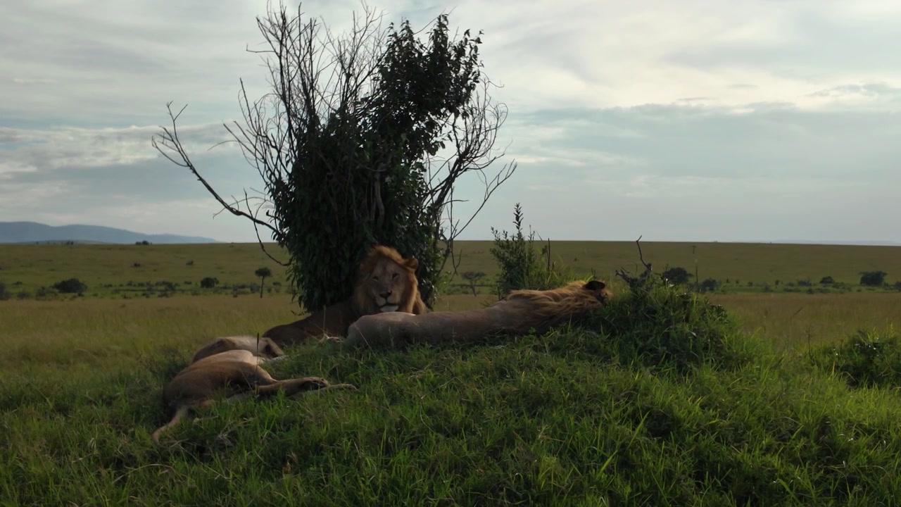 Coalizione di leoni maschi che riposano insieme su una collina erbosa nel Masai Mara, Kenya.
