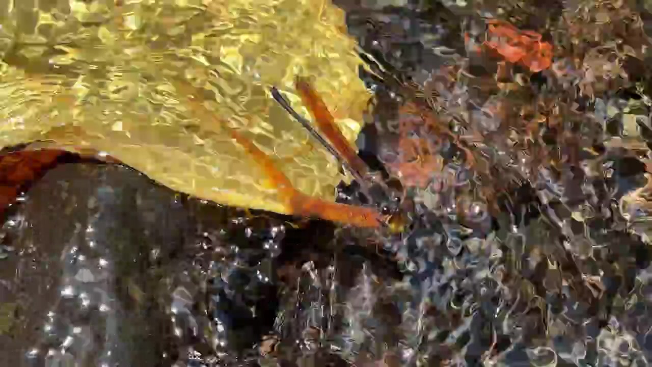 Libellula che riposa su una foglia caduta in un ruscello che scorre.