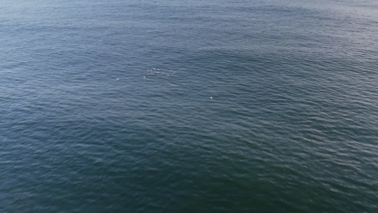 공중: 잔잔한 푸른 바다 수면 위로 날아가는 물새 무리