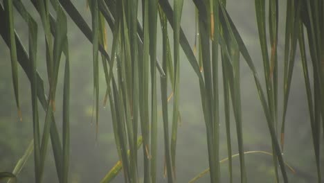 Arecaceae-Palmenblätter,-Die-Mit-Hintergrund-Bokeh-Unschärfe-Und-Fallenden-Regentropfen-Schwanken