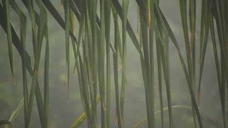 arecaceae 야자나무 잎은 배경 보케 흐림과 떨어지는 빗방울로 흔들리고 있습니다.