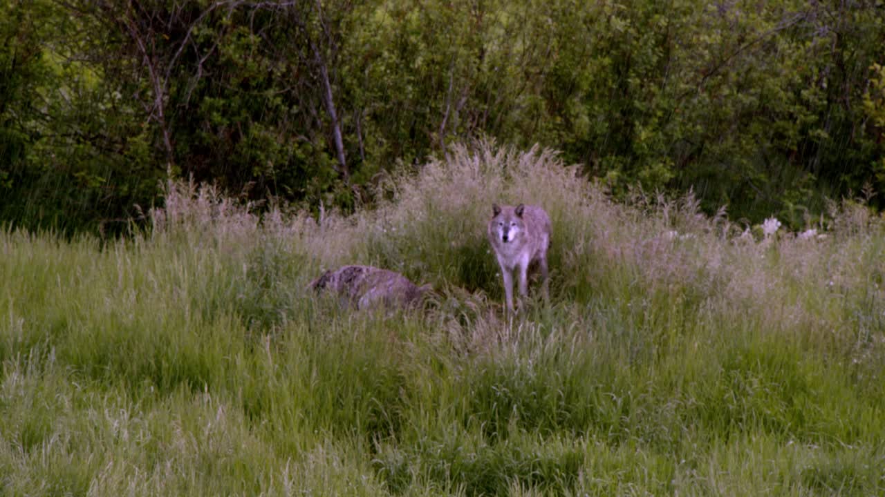 dos lobos de madera adultos capeando una intensa tormenta