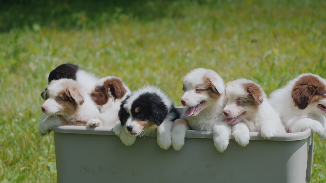 활동적인 강아지는 바구니에서 뛰어내려 노력합니다 - 동기 부여 개념