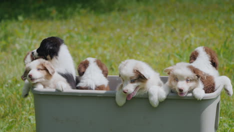 Active-Puppies-Jump-Out-Of-The-Basket-Make-An-Effort---Motivation-Concept