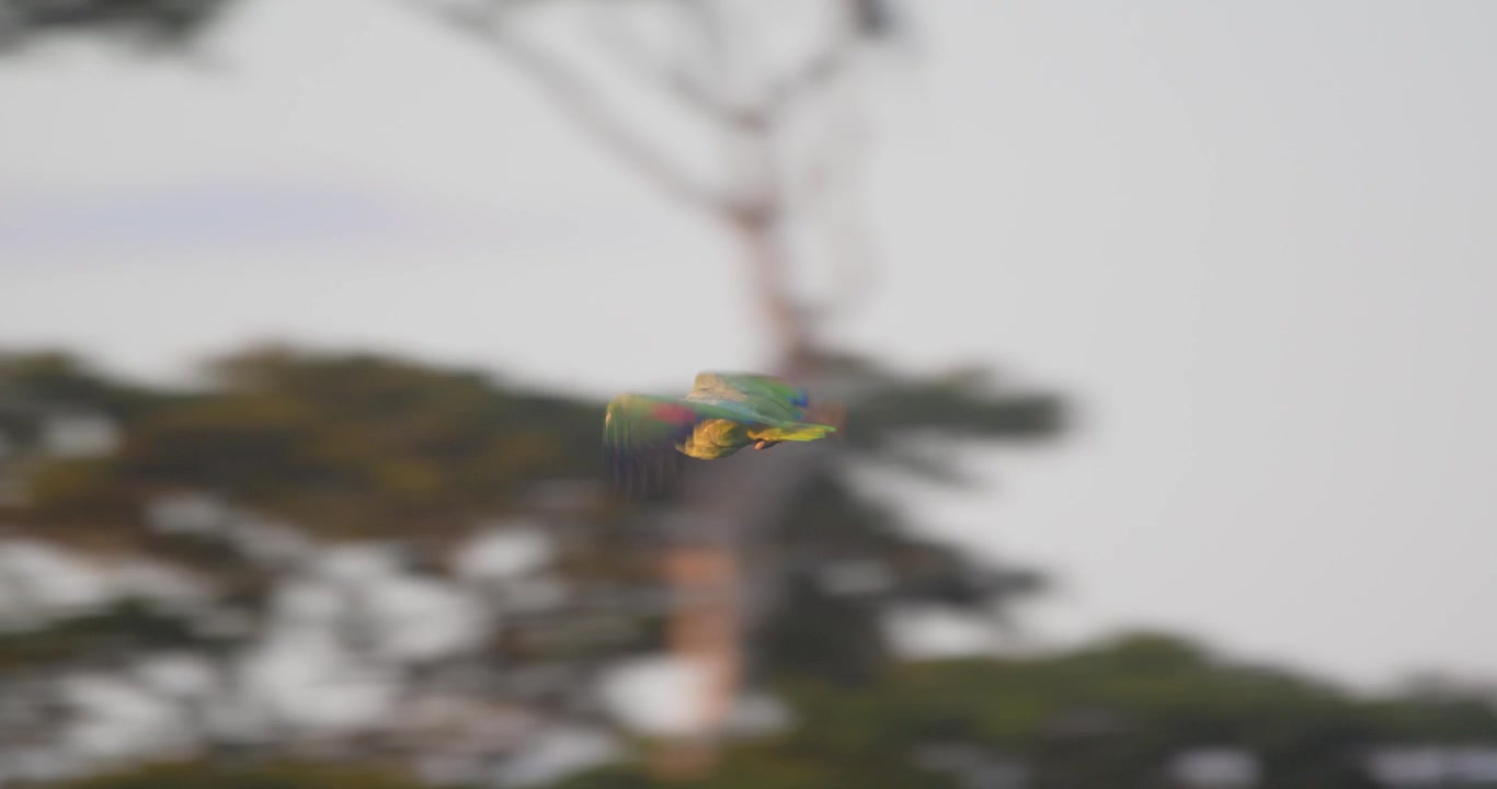 A lone Mealy Parrot glides across the open evening sky above Peru’s lush and endless Amazon rainforest.