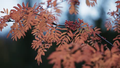 a close-up of the rowan tree branch on the blurry background-1