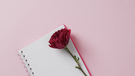 video of red flower on notebook and copy space on pink background