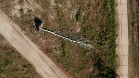 Aerial-drone-shot-of-fallen-tree-and-red-truck-passing-by