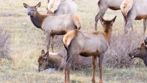 manada de alces salvajes hembras pastando en la hierba, descansando en los arbustos y tumbados en el campo durante el día en el parque nacional de las montañas rocosas, colorado