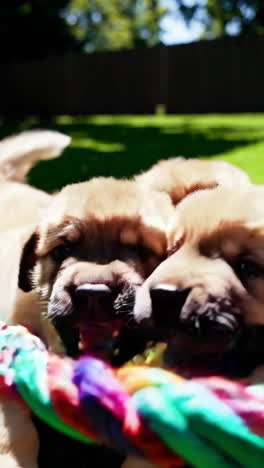 adorable puppies playing with a colorful toy