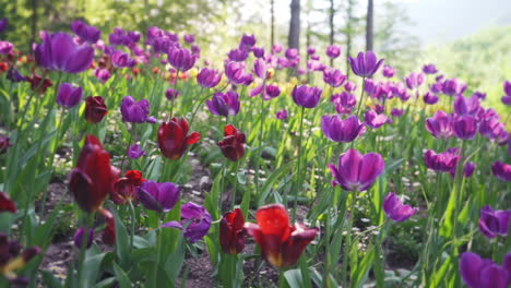 red, purple, violet tulip bed in the garden of morning calm during late afternoon, medium truck left in slow motion