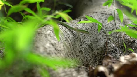 green snake crawling across tree roots and weeds