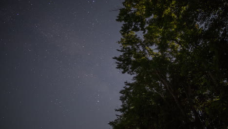 Lapso-De-Tiempo-De-Estrellas-Moviéndose-Detrás-De-árboles-Elevados,-Filmado-En-4k