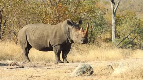 A-wide-shot-of-a-White-Rhino-standing-in-its-natural-habitat-in-Africa-before-walking-off