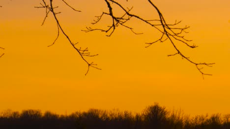 dramático atardecer con cielo amarillo profundo y rama de árbol desnuda en viento ligero