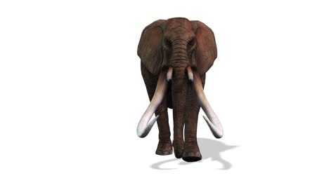 elephant walking, front view seamless loop, white background