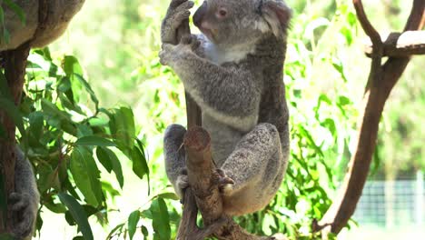 koala hembra, phascolarctos cinereus rascando y arreglando su esponjoso pelaje gris con su pie trasero en la horquilla del árbol, moviéndose y trepando junto a su compañero en el santuario de vida silvestre de australia