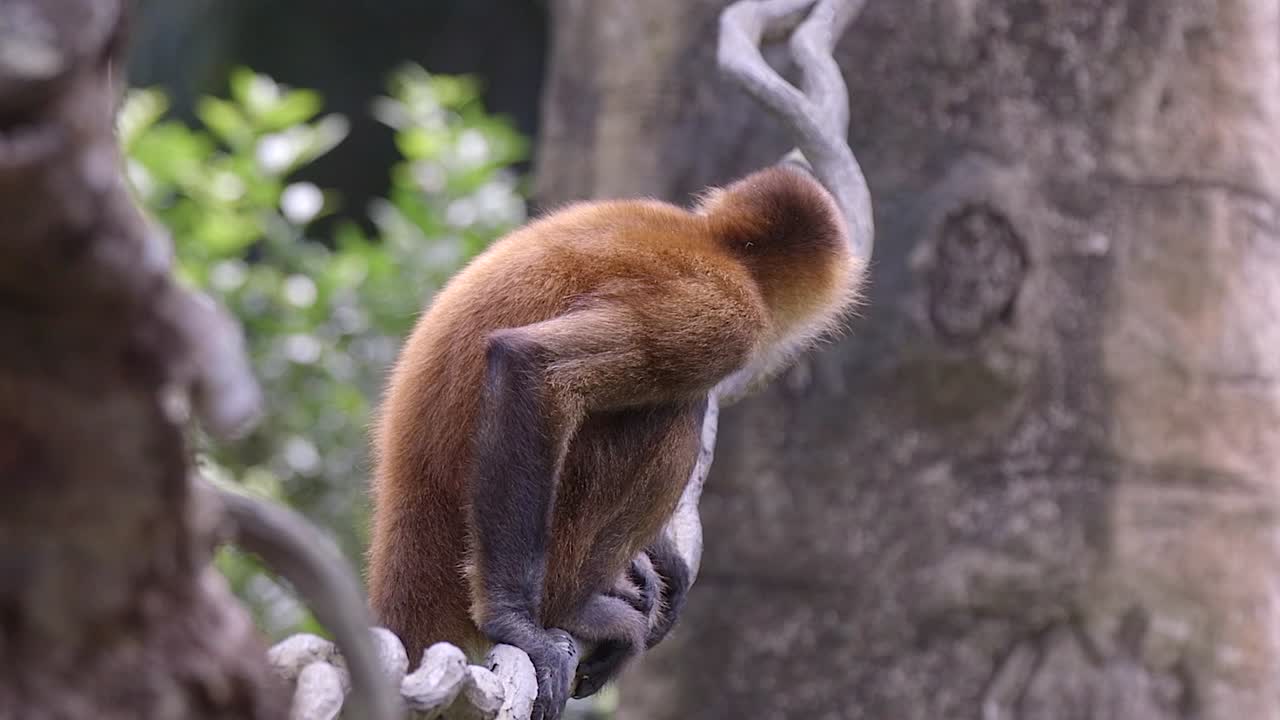 un mono araña de cabeza negra descansa sobre una rama en un entorno forestal