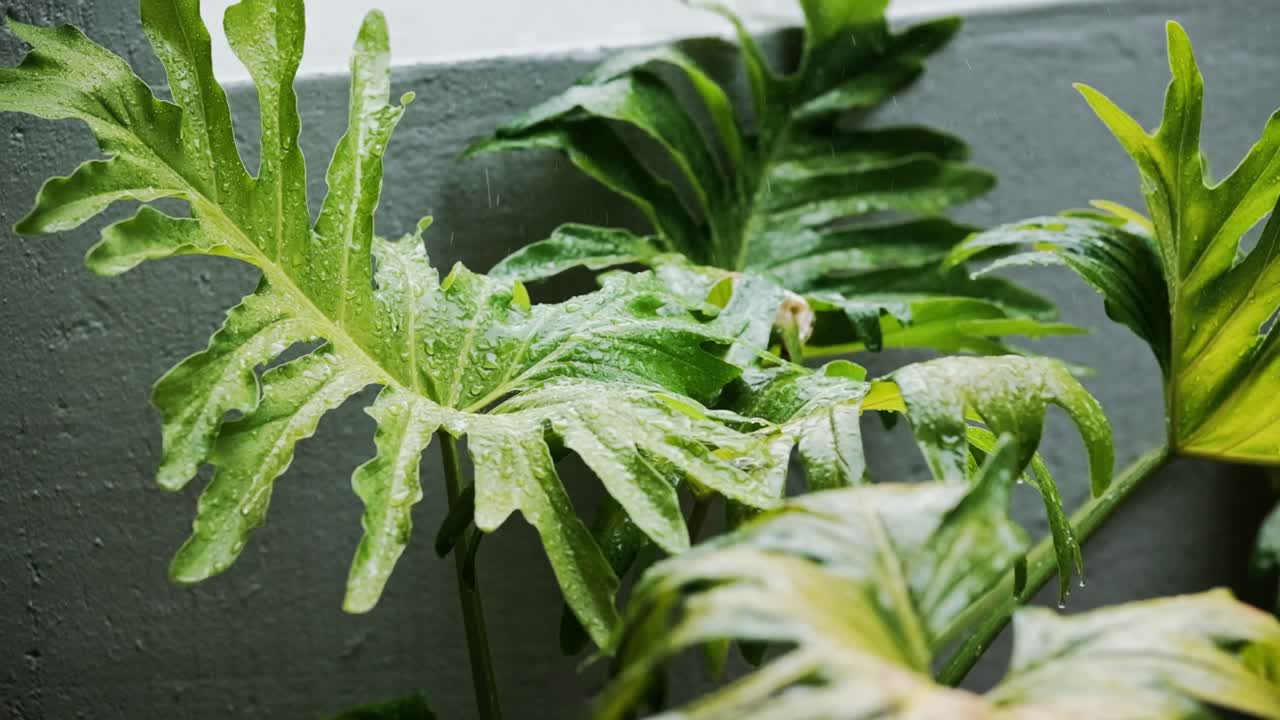 Large monstera leaves outside in the rain