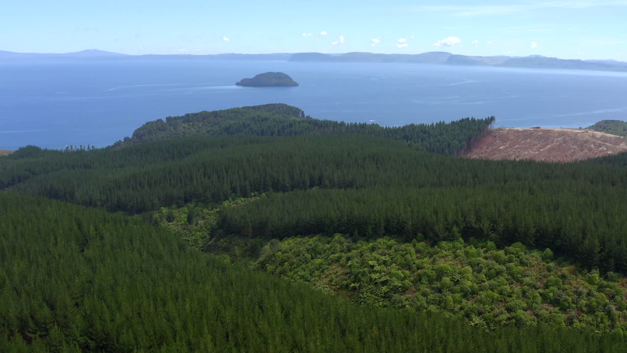 뉴질랜드 의 울창 한 푸른 소나무 숲 과 그 뒤 에 조용 한 호수 의 공중 사진