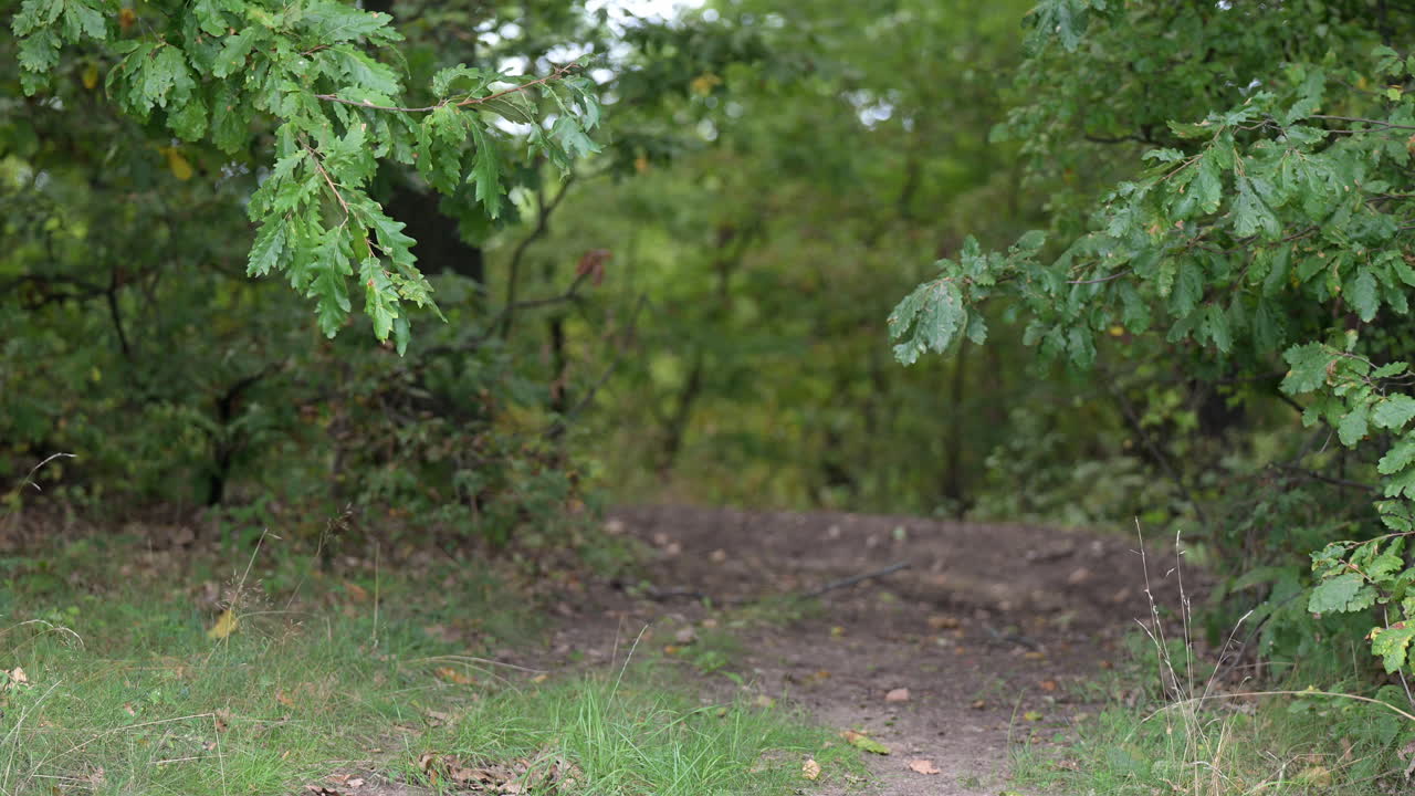 Forest path surrounded by green oak trees