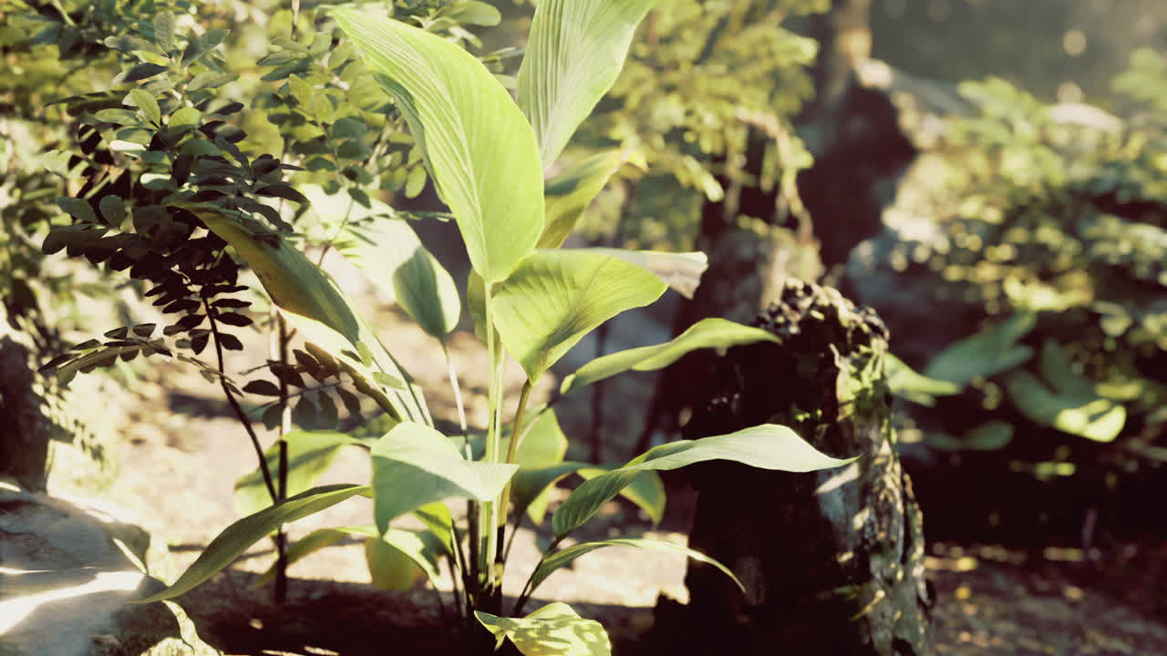 Lush green plants thriving in a serene forest setting during daylight