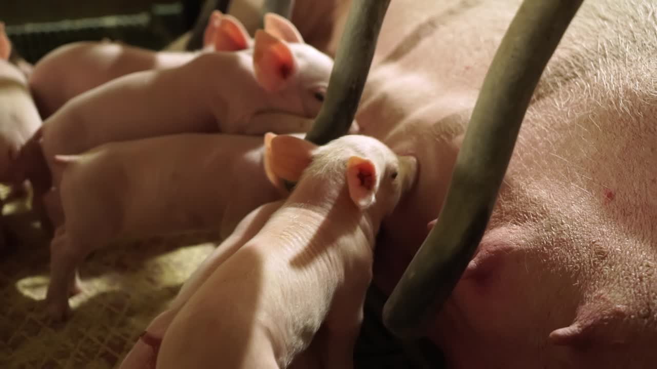 Piglets feeding from mother pig in a farrowing crate