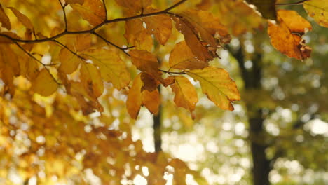 Herbstblätter-Mit-Wunderschönen-Farben