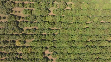 TOP-DOWN-VIEW-OF-AVOCADO-FIELDS-IN-MICHOACAN-3