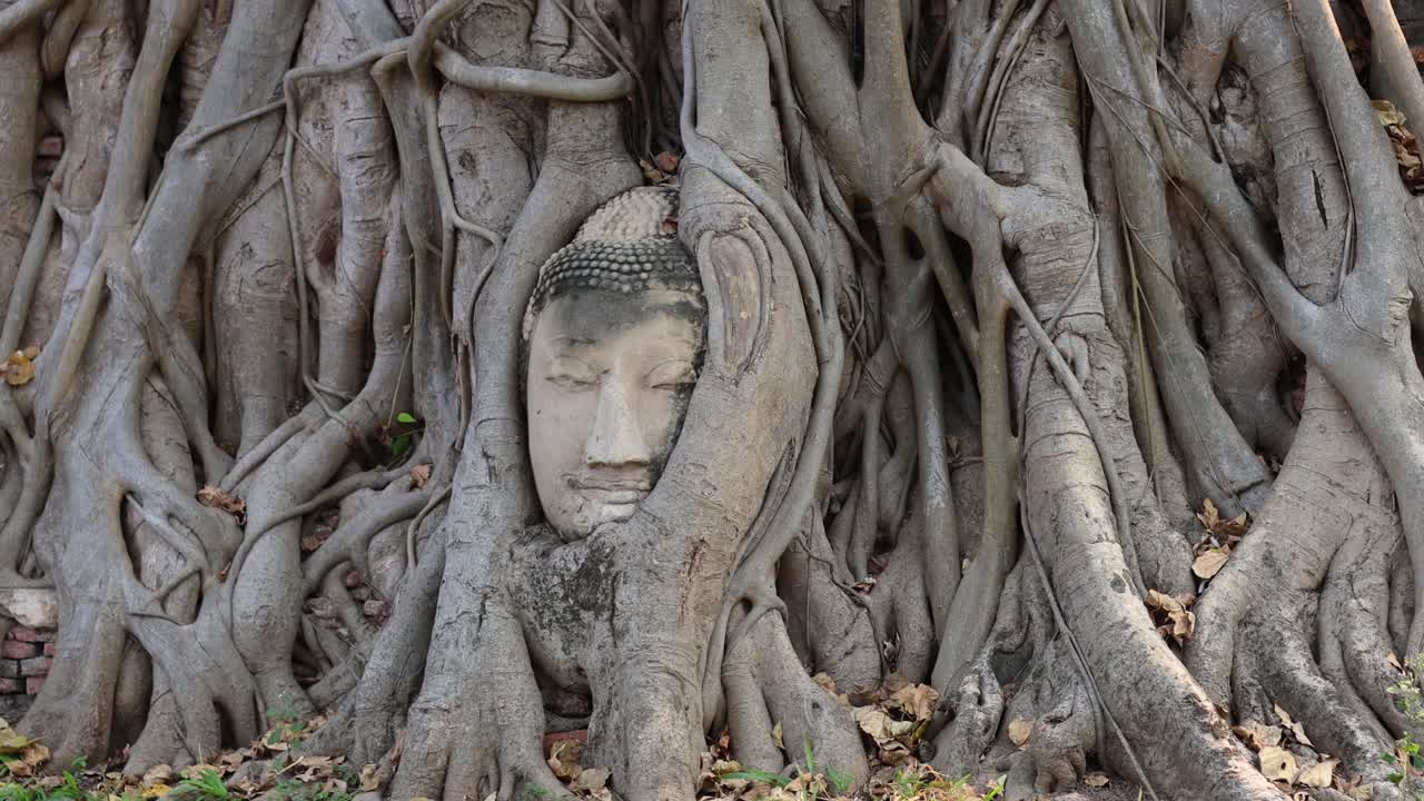 exploración en primer plano de la cabeza de buda en las raíces de los árboles