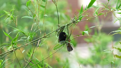 Männlicher-Kastanien-Schwarzweber,-Ploceus-Castaneofuscus,-Ist-An-Einem-Windigen-Tag-Während-Der-Brutzeit-Damit-Beschäftigt,-Ein-Kompliziertes-Nest-Aus-Gras-Und-Schilf-Zu-Bauen.