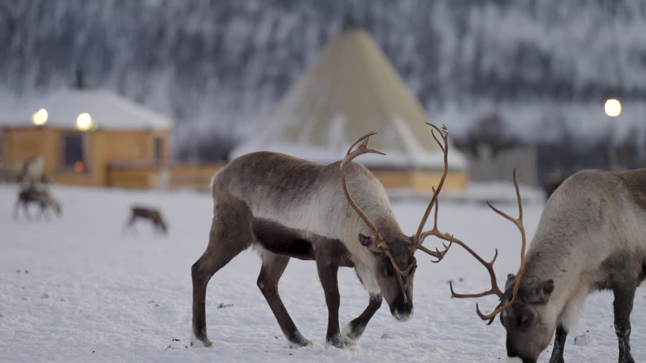pareja de renos con grandes cuernos interactúa y busca comida en la nieve, cierra
