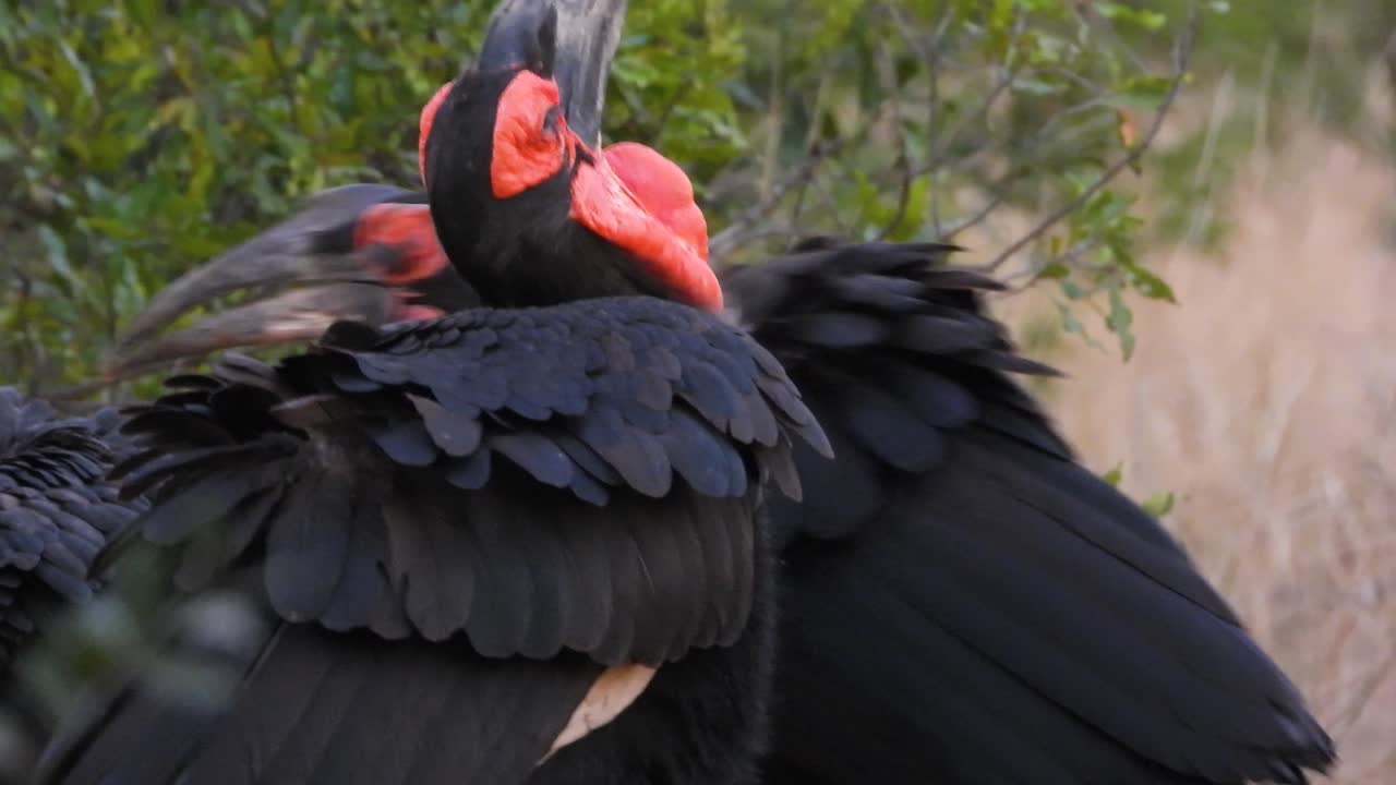 una pareja de cuernos de tierra del sur en busca de comida, perfil de primer plano