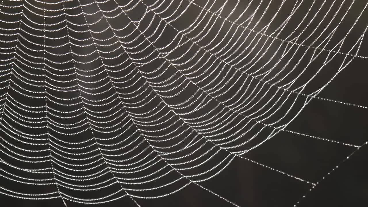 gotas de rocío en telaraña en el viento