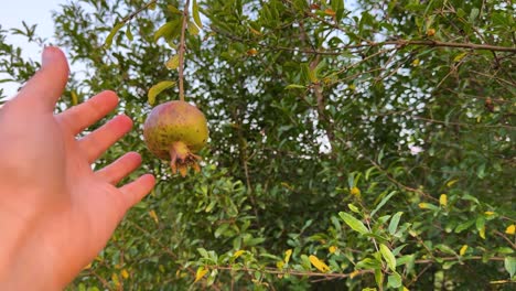 woman touch grab pick wild forest pomegranate autumn fruit in iran freedom to enjoy delicious tart taste sour tasty fruits in woods hyrcanian scenic iconic heritage natural history forest in gilan