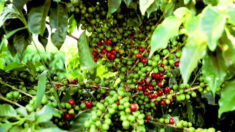 bountiful ripe red and green organic coffee cherries on a bush ready to be harvested