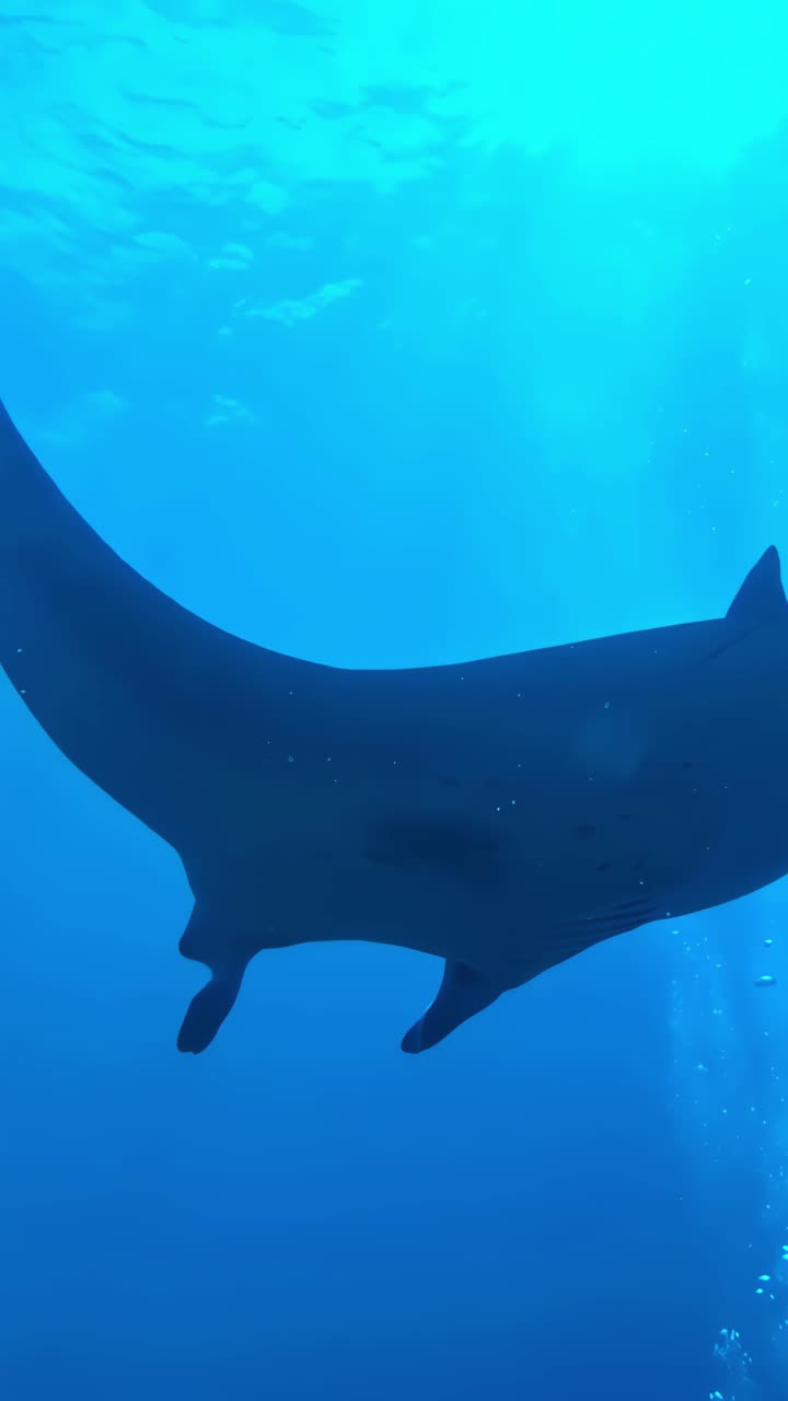 Back view of majestic manta ray gliding in deep blue ocean with bubbles behind, vertical video