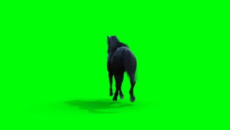 el caballo negro corriendo. la animación realista de la pantalla verde.
