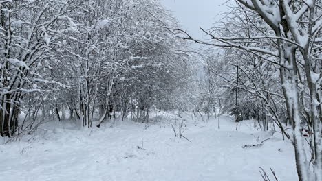 slow pan in winter forest, branches and snowy trees in snowy forest