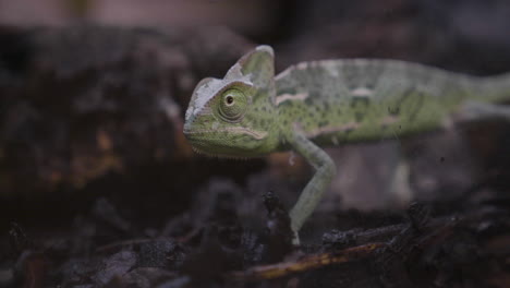 a veiled chameleon  walking in its terrarium