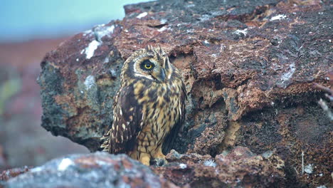 A-Galapagos-owl-in-extreme-close-up