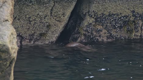 two wild, adult otters copulate in the water