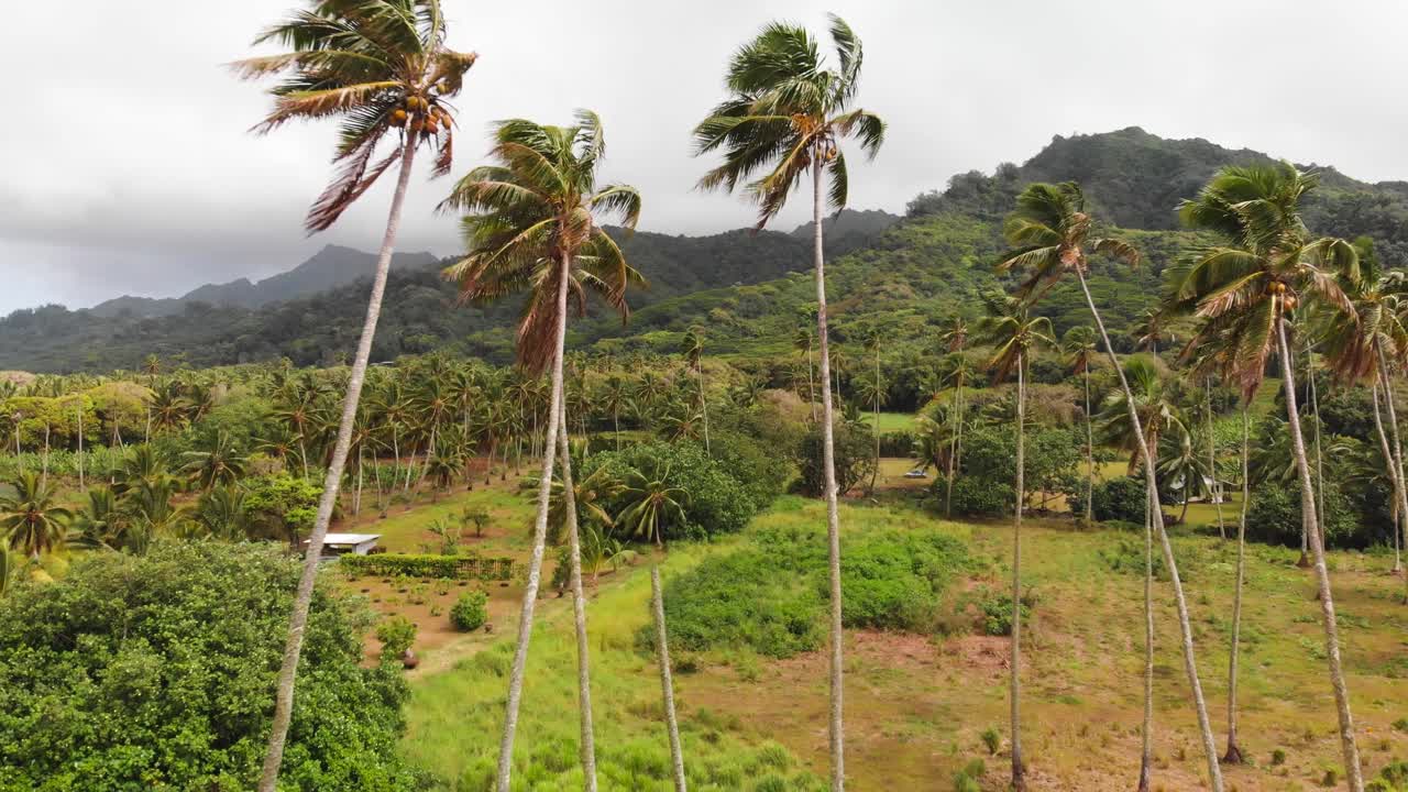 vista idílica de palmeras susurrando en la brisa en un día perfecto en la isla tropical de rarotonga