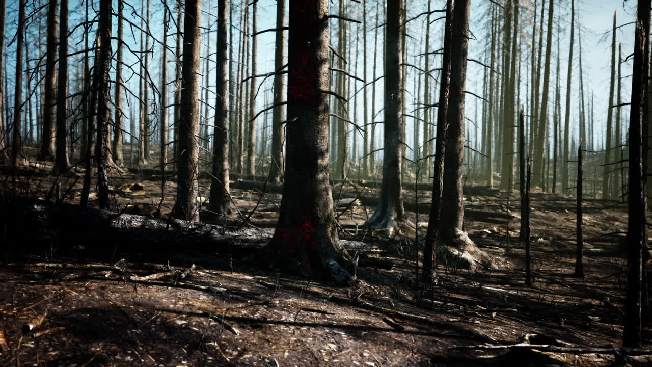 Eftervirkninger af en skovbrand